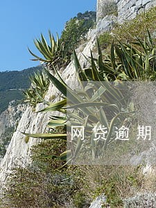 网贷逾期如何申请停催 网贷逾期如何申请停催