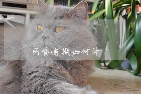 网贷逾期如何计