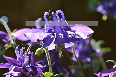 网贷逾期如何阻止 网贷逾期如何阻止