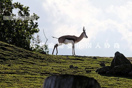 网贷逾期委托别人协商 网贷逾期委托别人协商