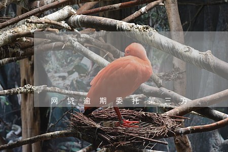 网贷逾期委托第三方 网贷逾期委托第三方