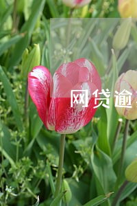 网贷逾期威胁全部一起还完