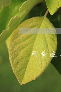 网贷逾期婚姻怎么办