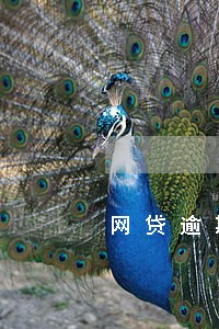 网贷逾期孩子会怎么样 网贷逾期孩子会怎么样