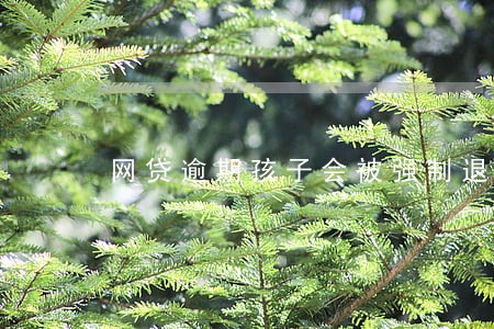 网贷逾期孩子会被强制退学吗 网贷逾期孩子会被强制退学吗