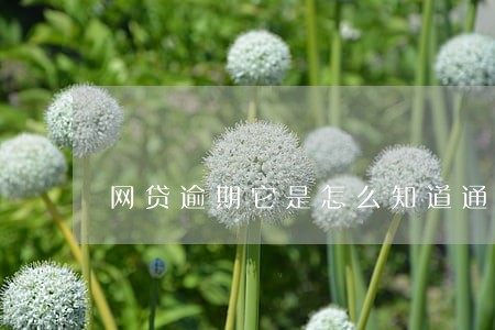 网贷逾期它是怎么知道通讯录的 网贷逾期它是怎么知道通讯录的