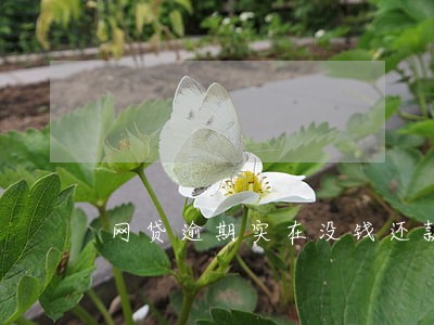 网贷逾期实在没钱还款 网贷逾期实在没钱还款