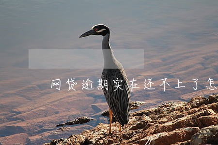 网贷逾期实在还不上了怎么办