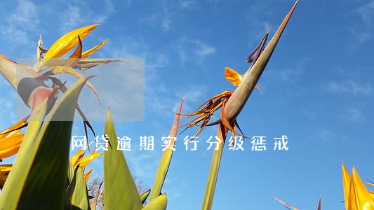 网贷逾期实行分级惩戒 网贷逾期实行分级惩戒
