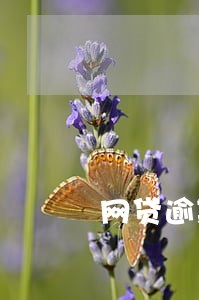 网贷逾期客服来问联系地址 网贷逾期客服来问联系地址