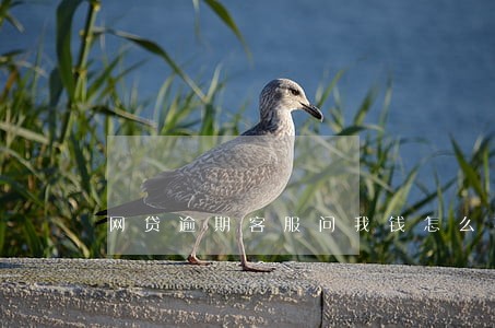 网贷逾期客服问我钱怎么花的 网贷逾期客服问我钱怎么花的