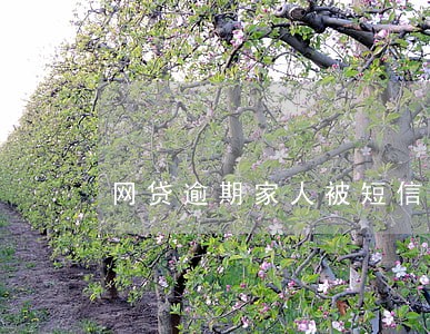 网贷逾期家人被短信恐吓 网贷逾期家人被短信恐吓