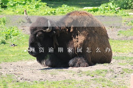 网贷逾期家属怎么办 网贷逾期家属怎么办