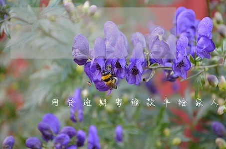 网贷逾期寄催款单给家人吗 网贷逾期寄催款单给家人吗