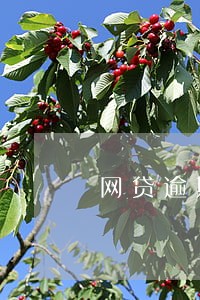 网贷逾期对供房有影响吗