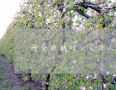 网贷逾期对公司法人有什么问题 网贷逾期对公司法人有什么问题