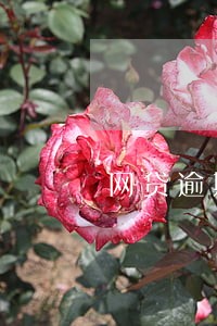 网贷逾期对公账户准吗 网贷逾期对公账户准吗