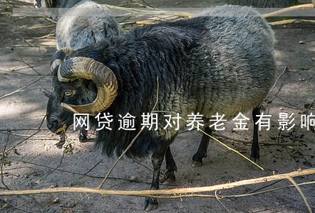 网贷逾期对养老金有影响吗 网贷逾期对养老金有影响吗