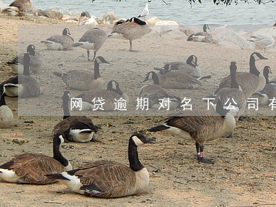 网贷逾期对名下公司有影响吗 网贷逾期对名下公司有影响吗