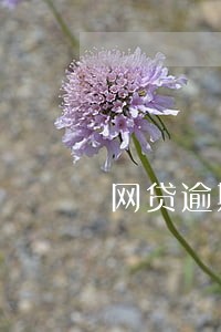 网贷逾期对家人有伤害吗 网贷逾期对家人有伤害吗