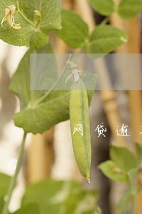 网贷逾期对工作有什么影响 网贷逾期对工作有什么影响