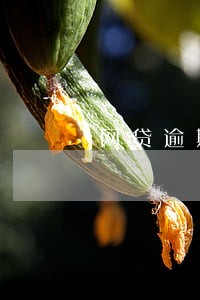 网贷逾期对方发短信匿名 网贷逾期对方发短信匿名