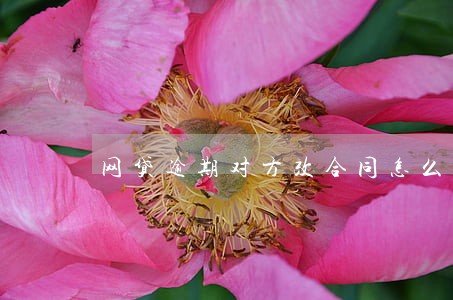网贷逾期对方改合同怎么办 网贷逾期对方改合同怎么办