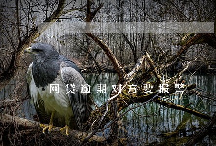 网贷逾期对方要报警 网贷逾期对方要报警