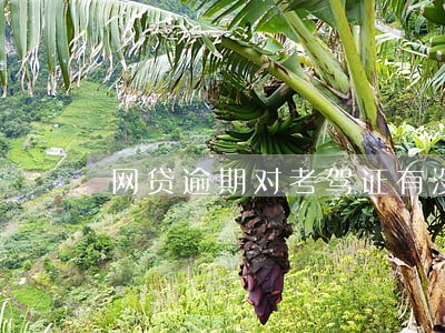 网贷逾期对考驾证有没有影响 网贷逾期对考驾证有没有影响