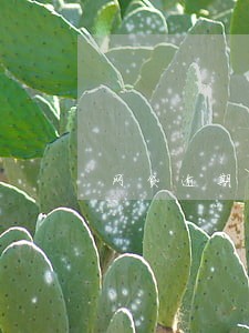 网贷逾期对芝麻信用 网贷逾期对芝麻信用