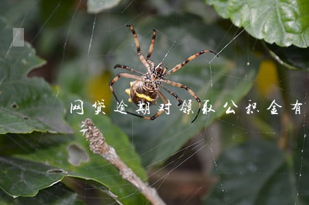 网贷逾期对领取公积金有影响吗 网贷逾期对领取公积金有影响吗