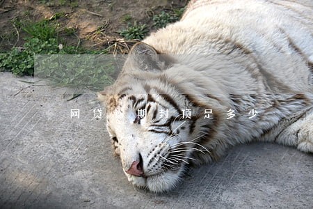 网贷逾期封顶是多少 网贷逾期封顶是多少