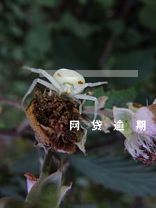 网贷逾期小群 网贷逾期小群