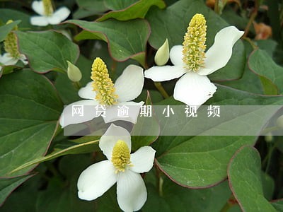 网贷逾期小视频 网贷逾期小视频
