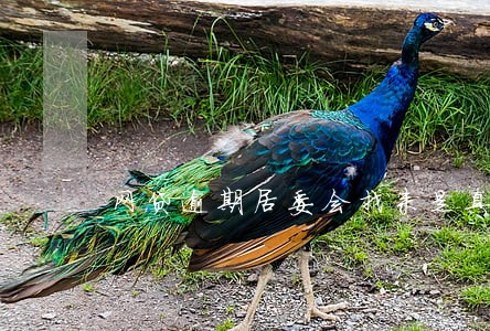 网贷逾期居委会找来是真的吗