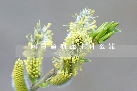 网贷逾期属于什么罪