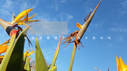 网贷逾期属于信用卡欺诈吗 网贷逾期属于信用卡欺诈吗