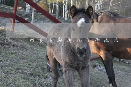 网贷逾期属犯了刑法吗 网贷逾期属犯了刑法吗