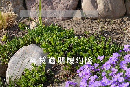 网贷逾期履约险 网贷逾期履约险