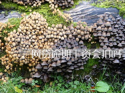 网贷逾期工资会扣吗 网贷逾期工资会扣吗
