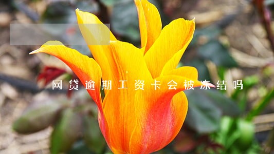 网贷逾期工资卡会被冻结吗 网贷逾期工资卡会被冻结吗