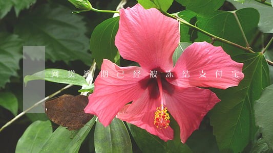网贷逾期已经被冻结支付宝 网贷逾期已经被冻结支付宝