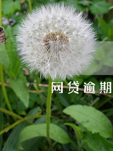 网贷逾期已结清一年 网贷逾期已结清一年