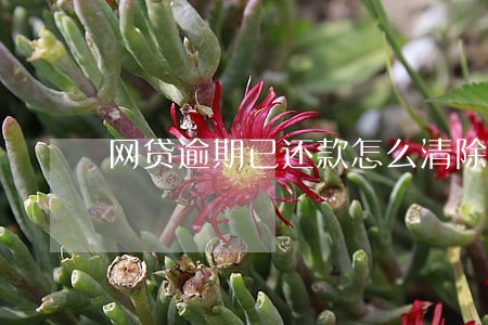 网贷逾期已还款怎么清除