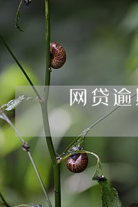 网贷逾期已还清征信怎么办 网贷逾期已还清征信怎么办