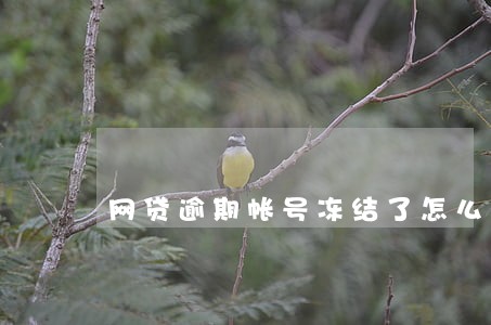 网贷逾期帐号冻结了怎么办 网贷逾期帐号冻结了怎么办