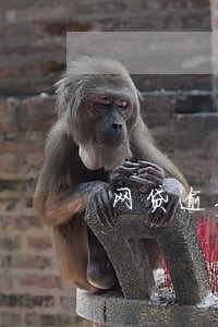 网贷逾期年底清算怎么回事 网贷逾期年底清算怎么回事