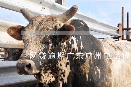 网贷逾期广东广州电话说上门