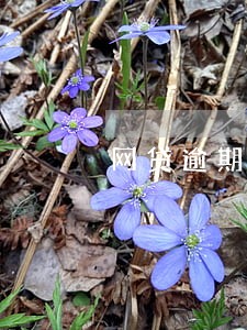 网贷逾期广告