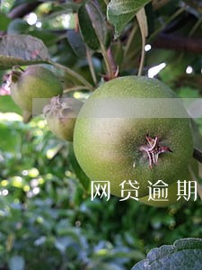 网贷逾期广州 网贷逾期广州